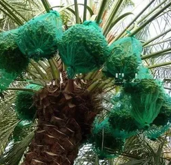 مستلزمات التمور